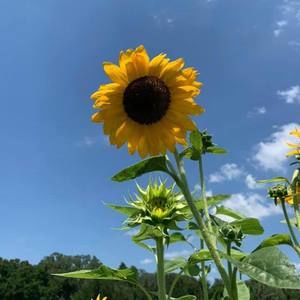 Meet your Posher, Crystal